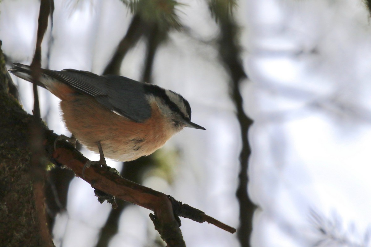 Red-breasted Nuthatch - ML533696231