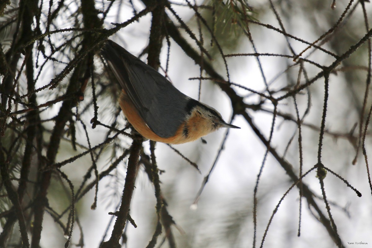 Red-breasted Nuthatch - ML533696461