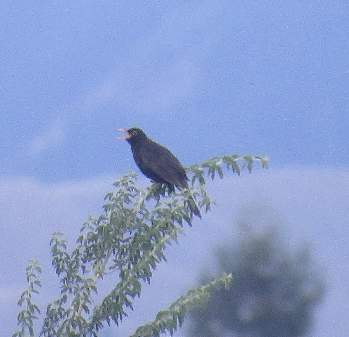 Eurasian Blackbird - ML533696631