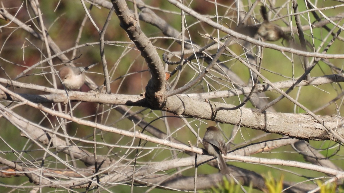 Bushtit - Karen Evans