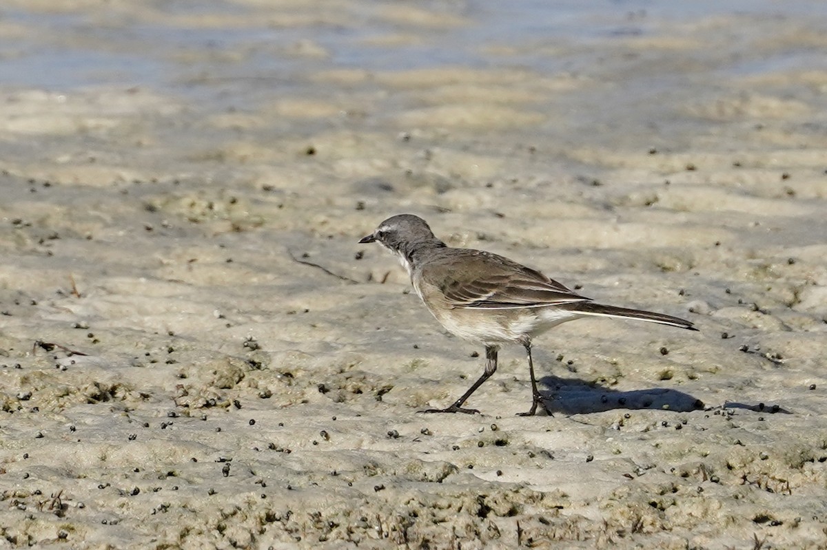 Cape Wagtail - Daniel Winzeler