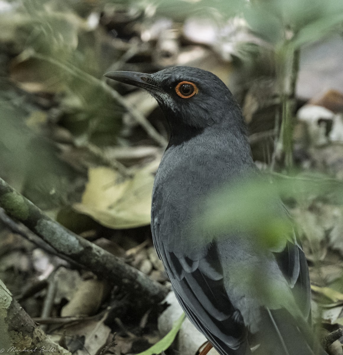 Red-legged Thrush - ML533698961