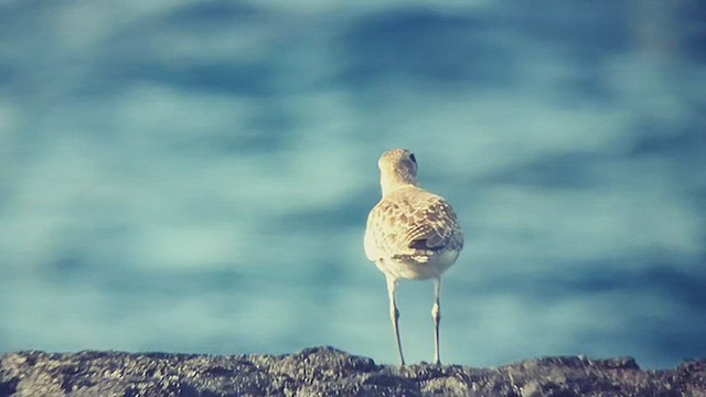 Black-bellied Plover - ML533699041