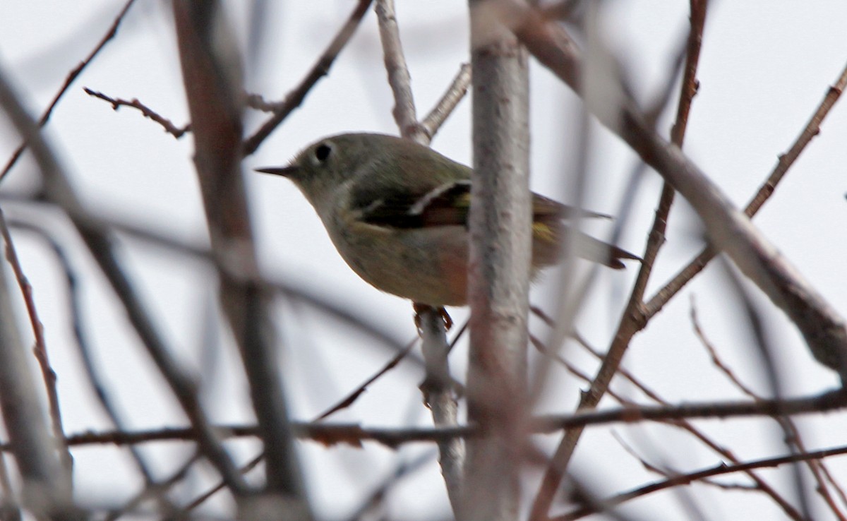 Ruby-crowned Kinglet - Helga Knote