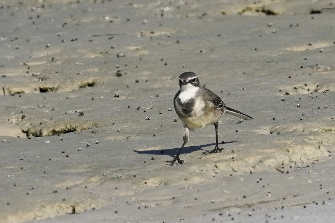 Cape Wagtail - Daniel Winzeler