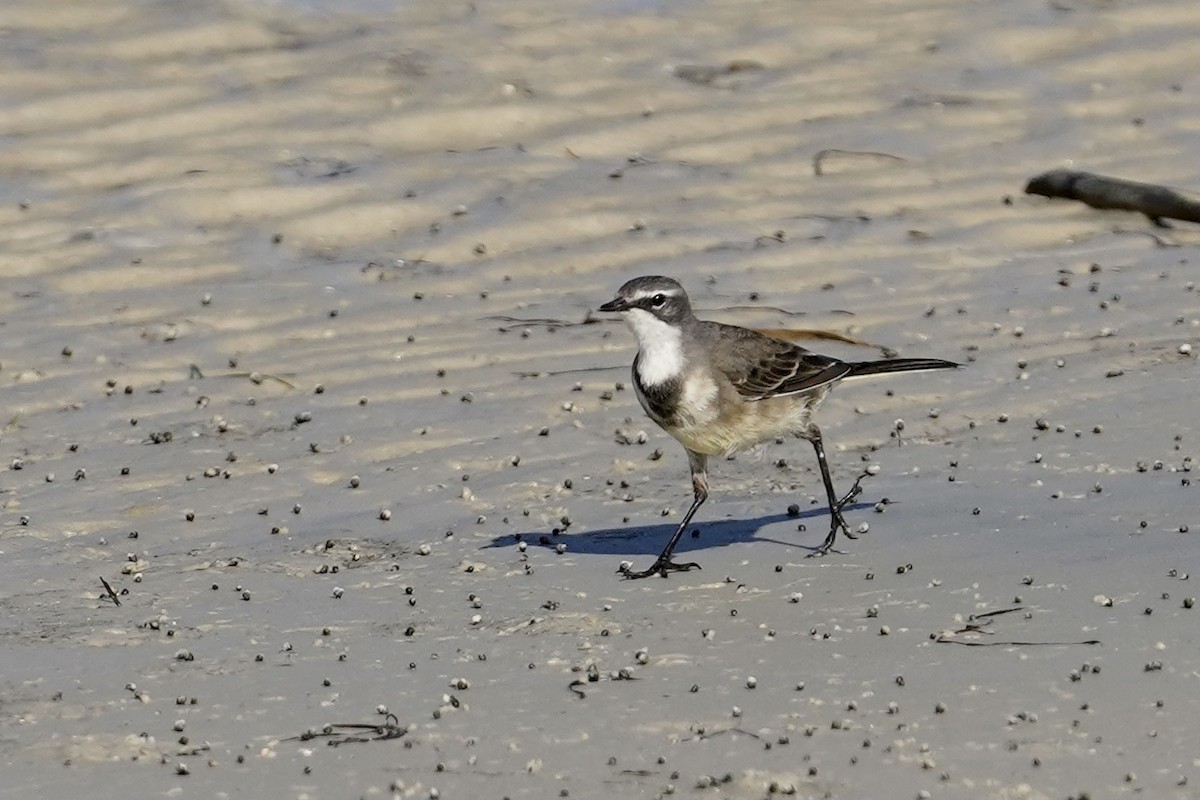 Cape Wagtail - ML533700261