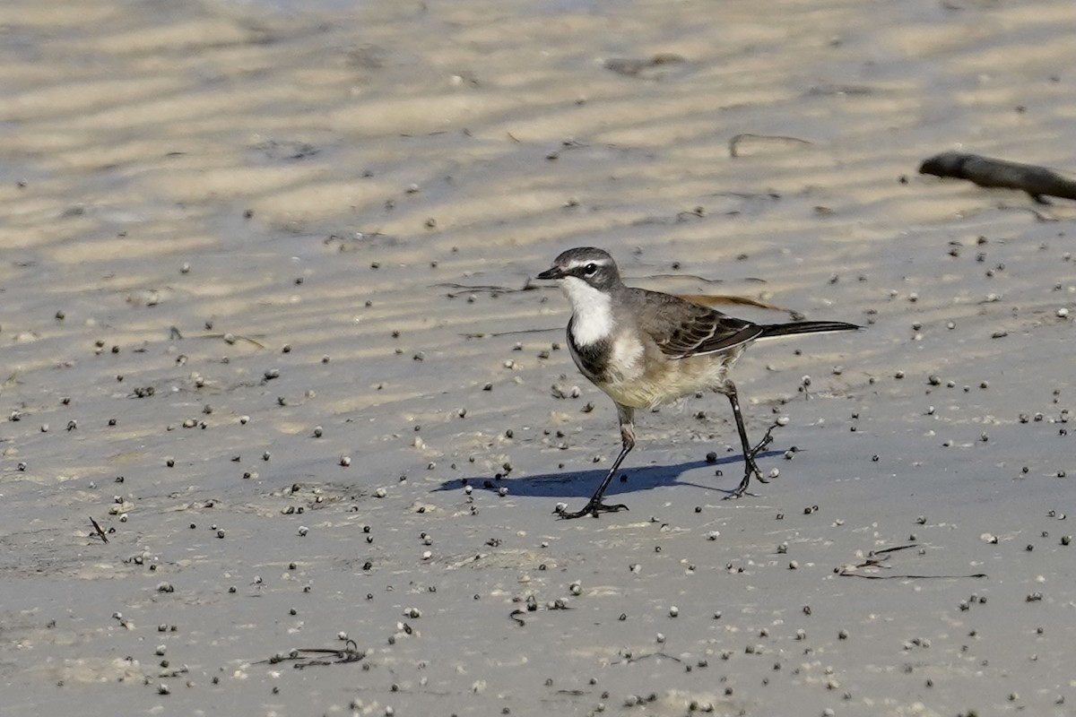 Cape Wagtail - ML533700261