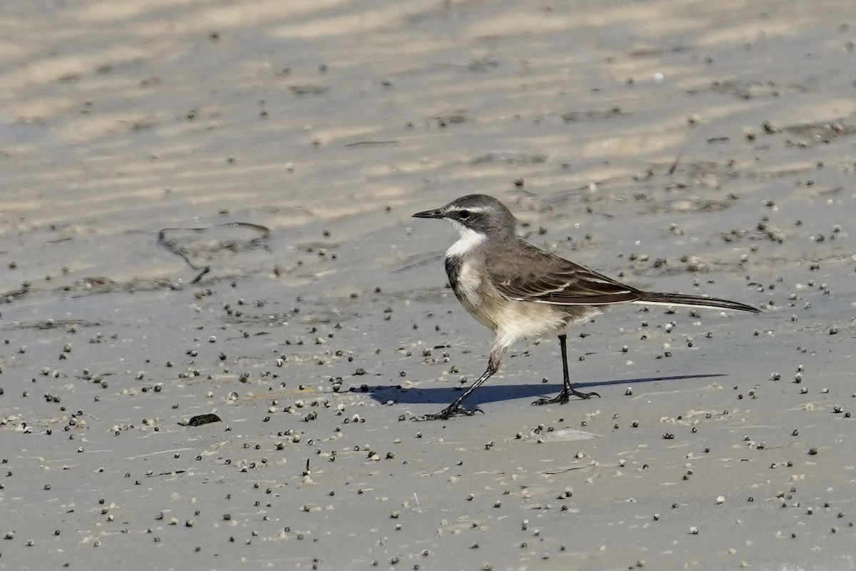 Cape Wagtail - Daniel Winzeler