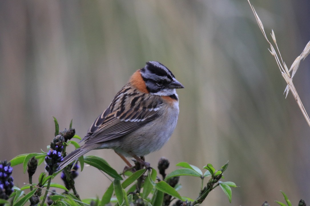 Rufous-collared Sparrow - ML533700621
