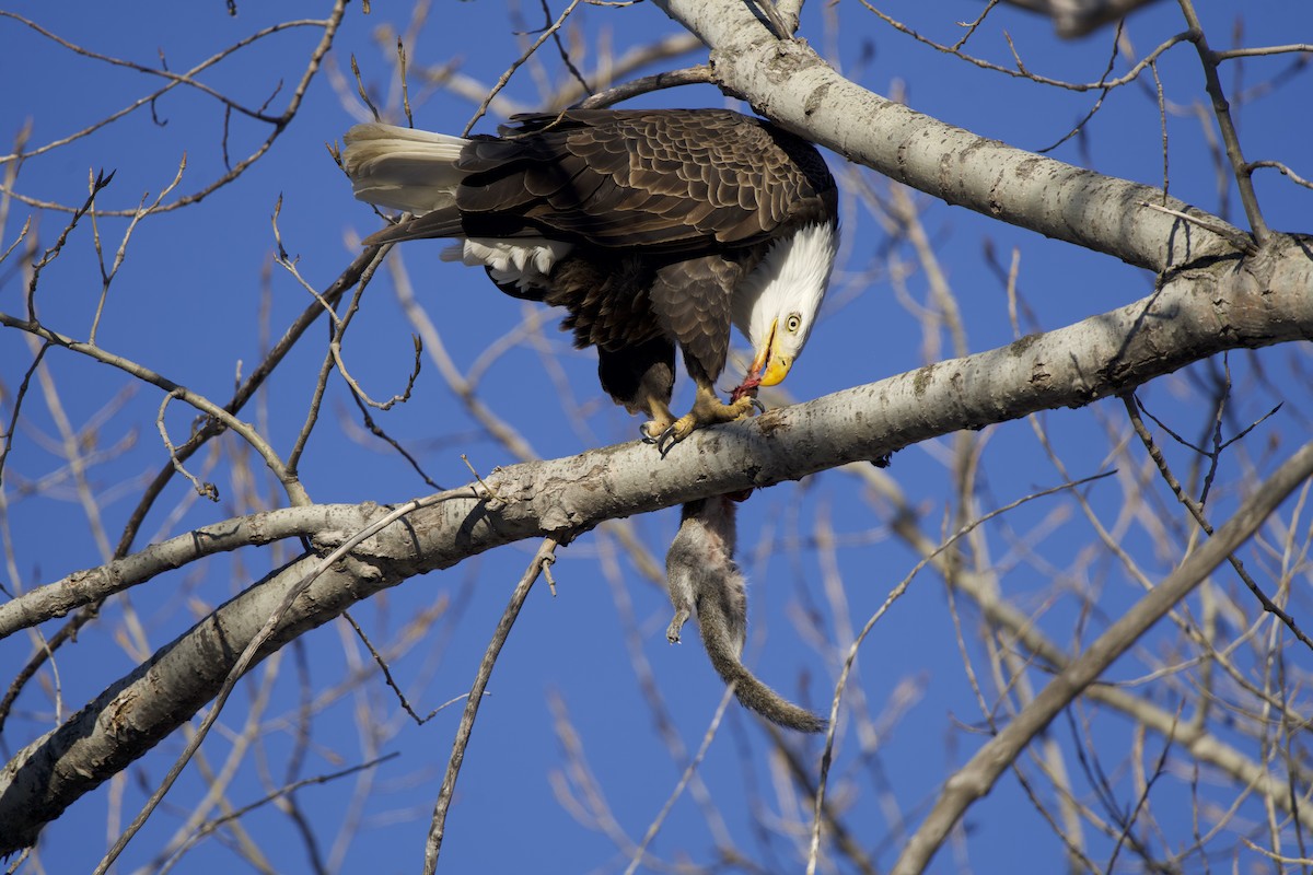 Bald Eagle - ML533700791