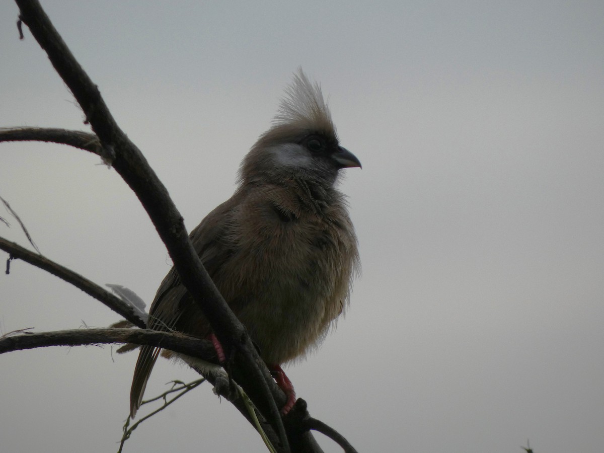 Braunflügel-Mausvogel - ML533701501