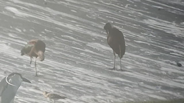 White-faced Ibis - ML533701811