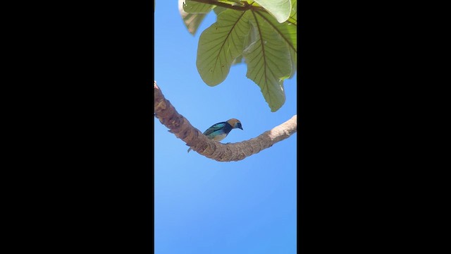 Golden-hooded Tanager - ML533702681