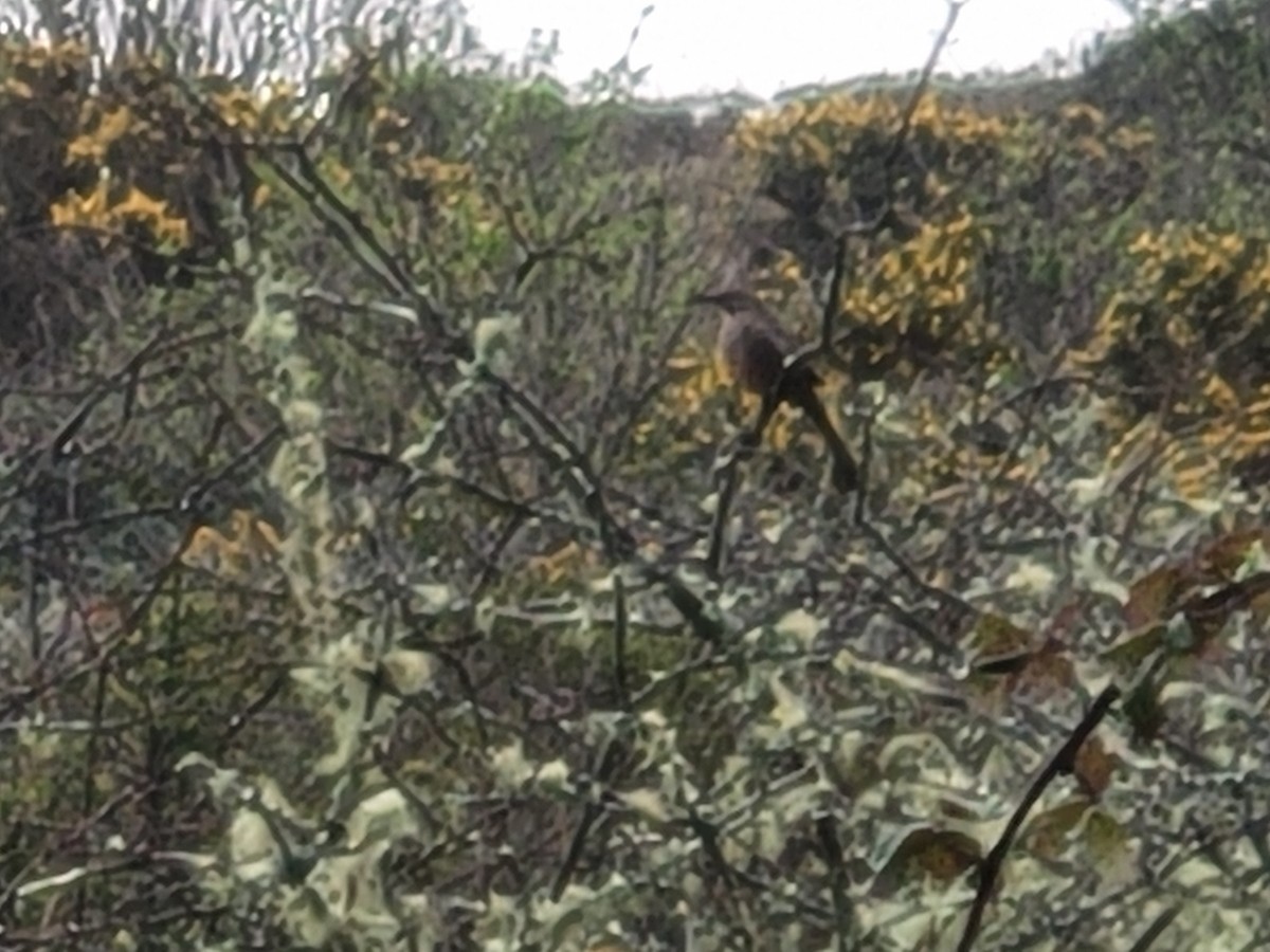 California Thrasher - ML533702861