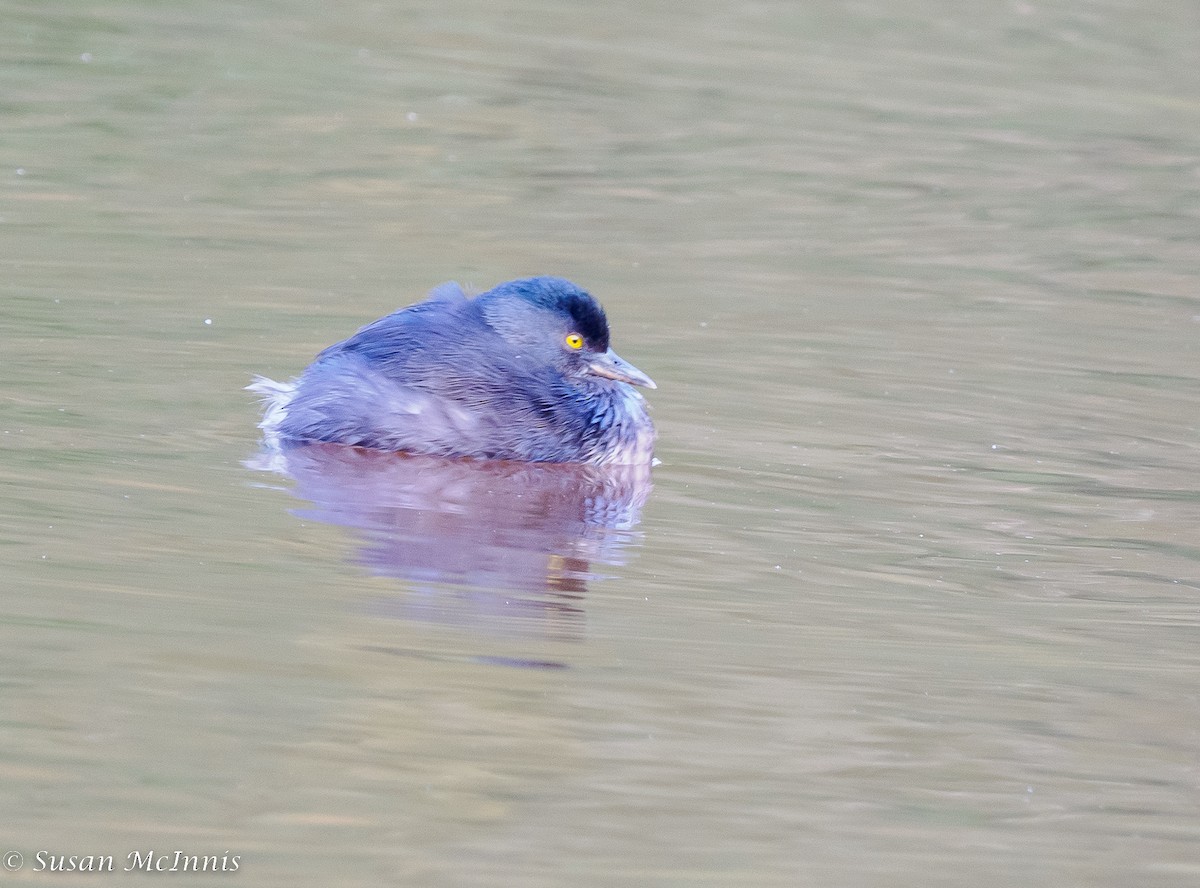 Least Grebe - Susan Mac