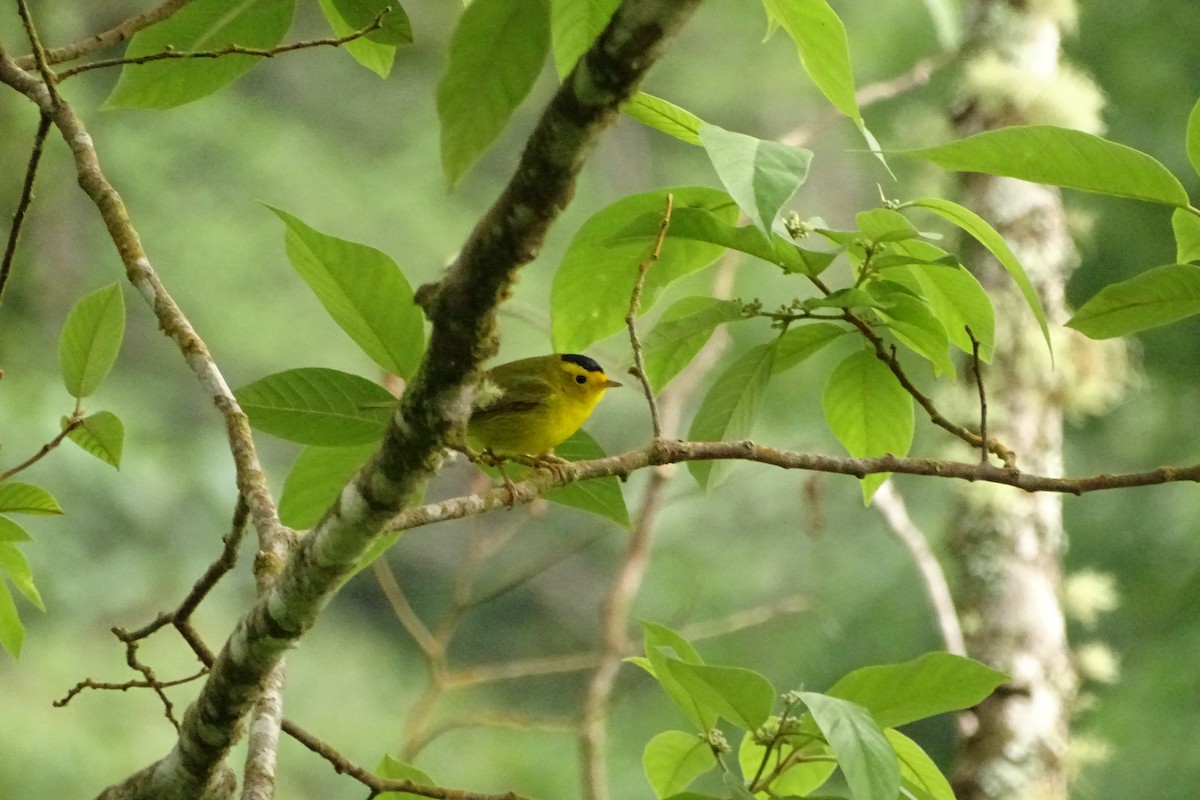 Wilson's Warbler - ML533703421