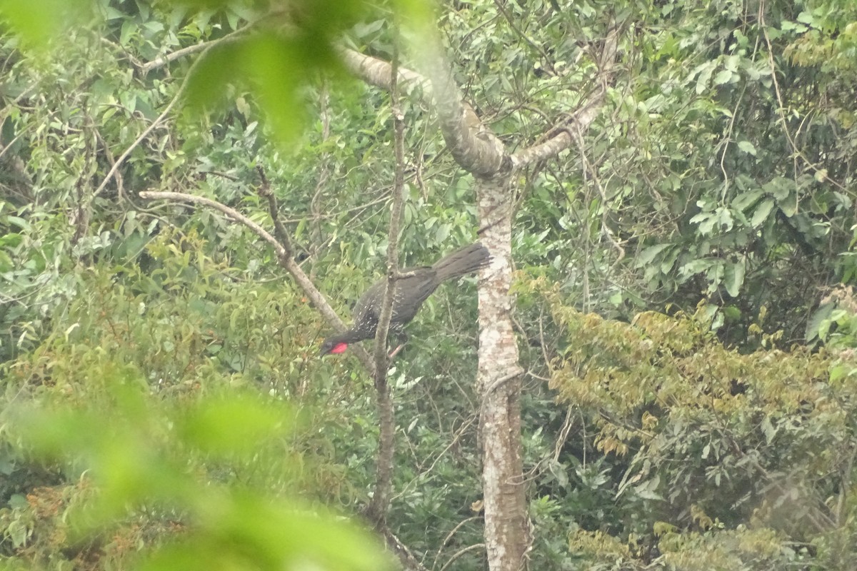 Crested Guan - Mark Dorriesfield