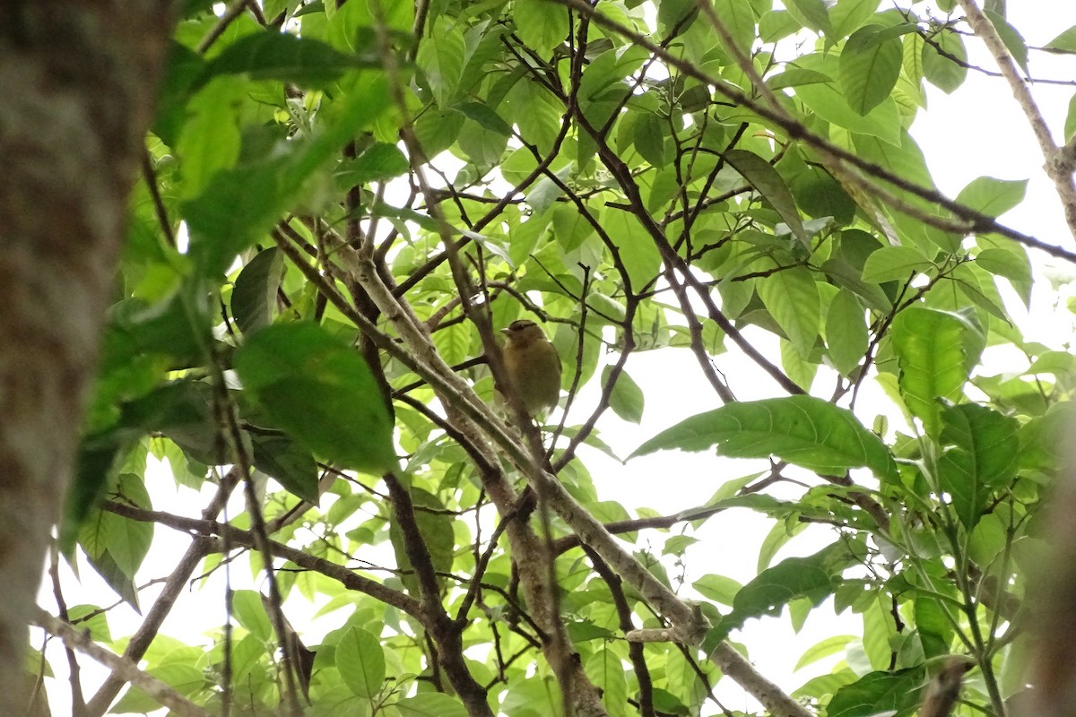 Worm-eating Warbler - ML533704031