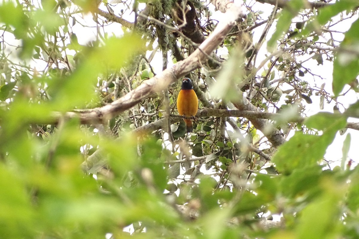 Elegant Euphonia - ML533704341