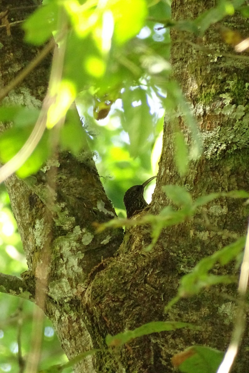 Spot-crowned Woodcreeper - ML533704531