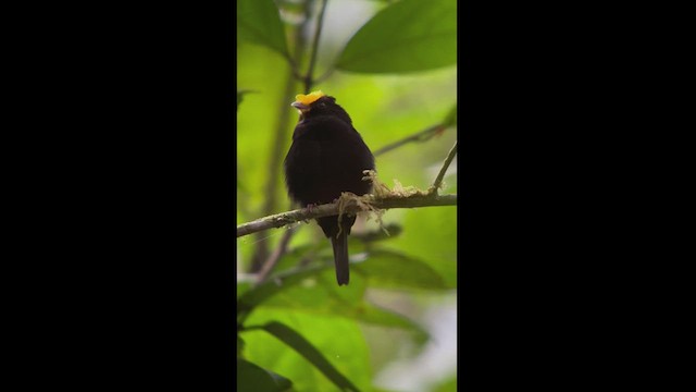 Manakin à ailes d'or - ML533704971