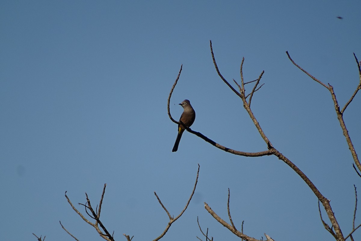 Gray Silky-flycatcher - ML533705051