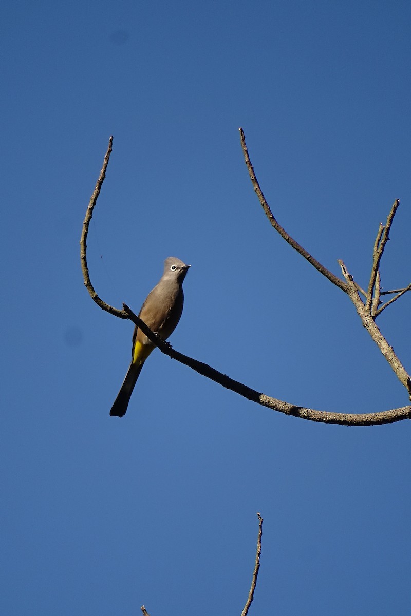Gray Silky-flycatcher - ML533705061