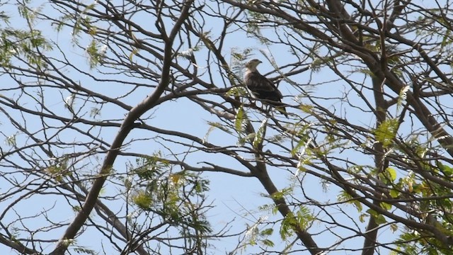 Gray-faced Buzzard - ML533705191