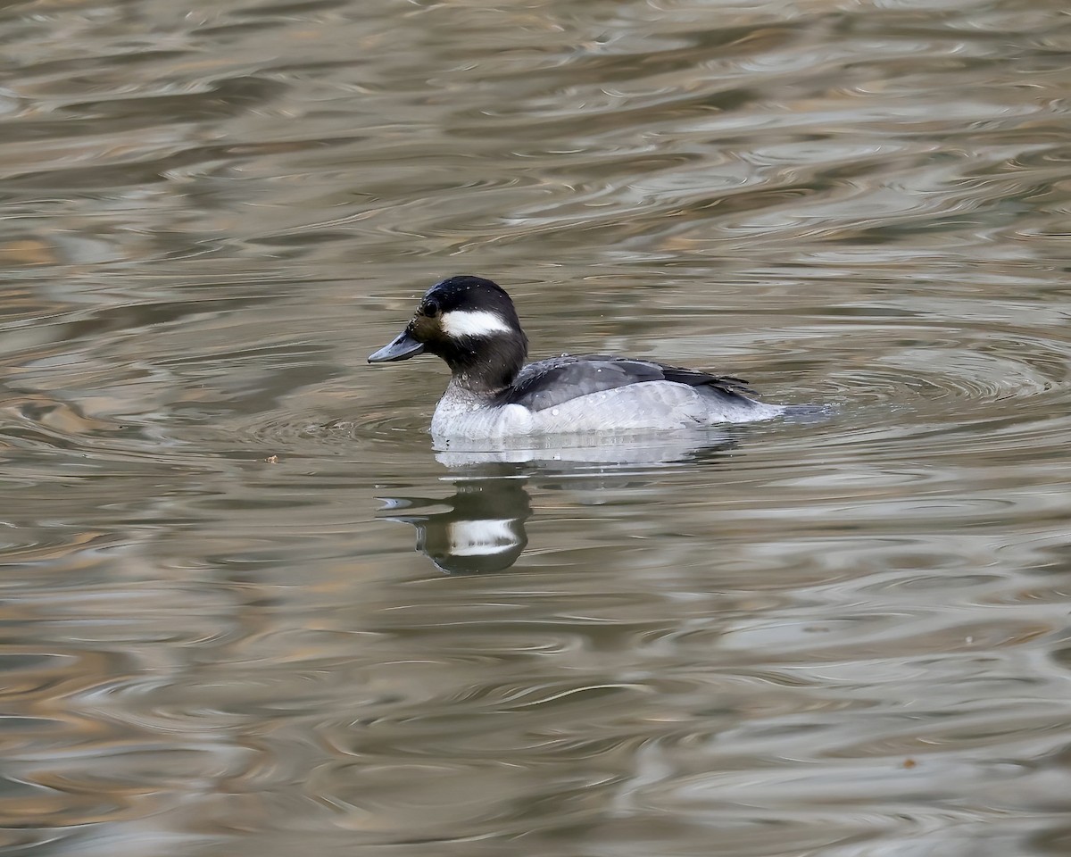 Bufflehead - ML533705771