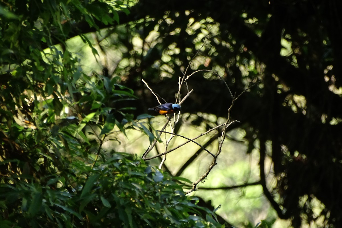 Elegant Euphonia - Mark Dorriesfield