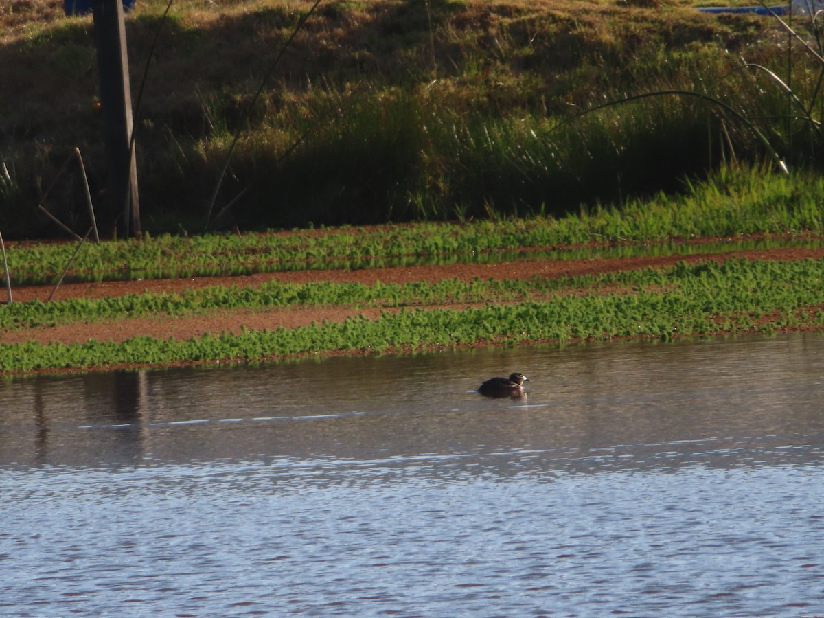 Masked Duck - ML533706941