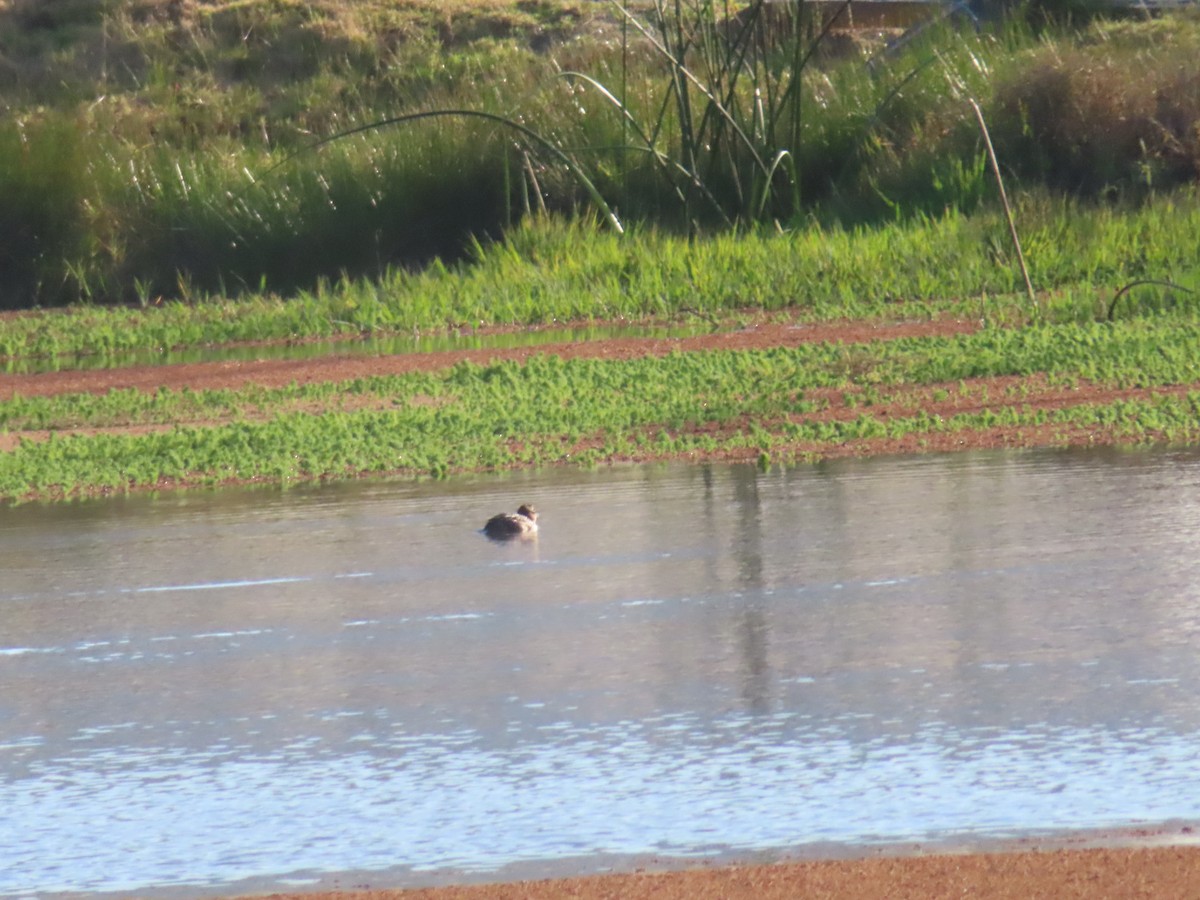 Masked Duck - ML533706961