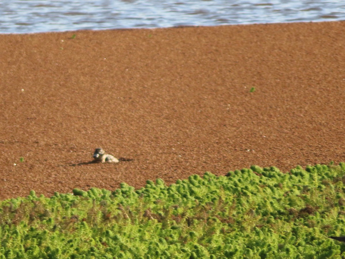 Masked Duck - ML533706971