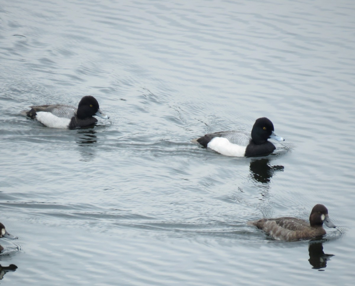 Lesser Scaup - Iván Lau