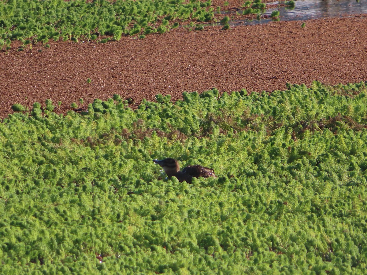 Masked Duck - ML533706991