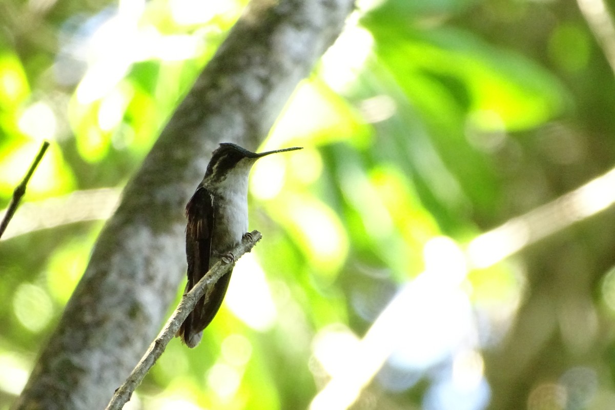 Colibrí Gorjiescamoso - ML533707151