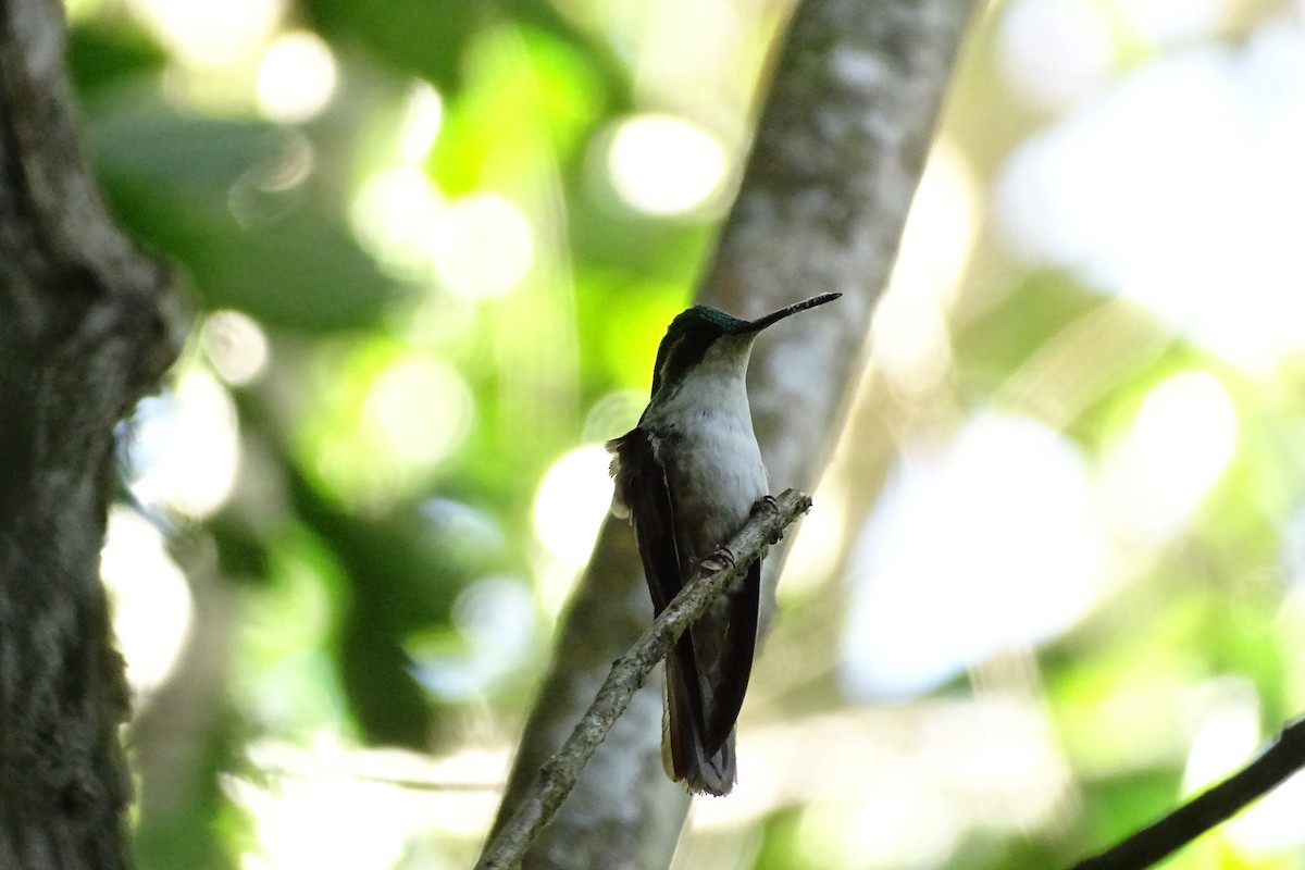 Green-throated Mountain-gem - ML533707161