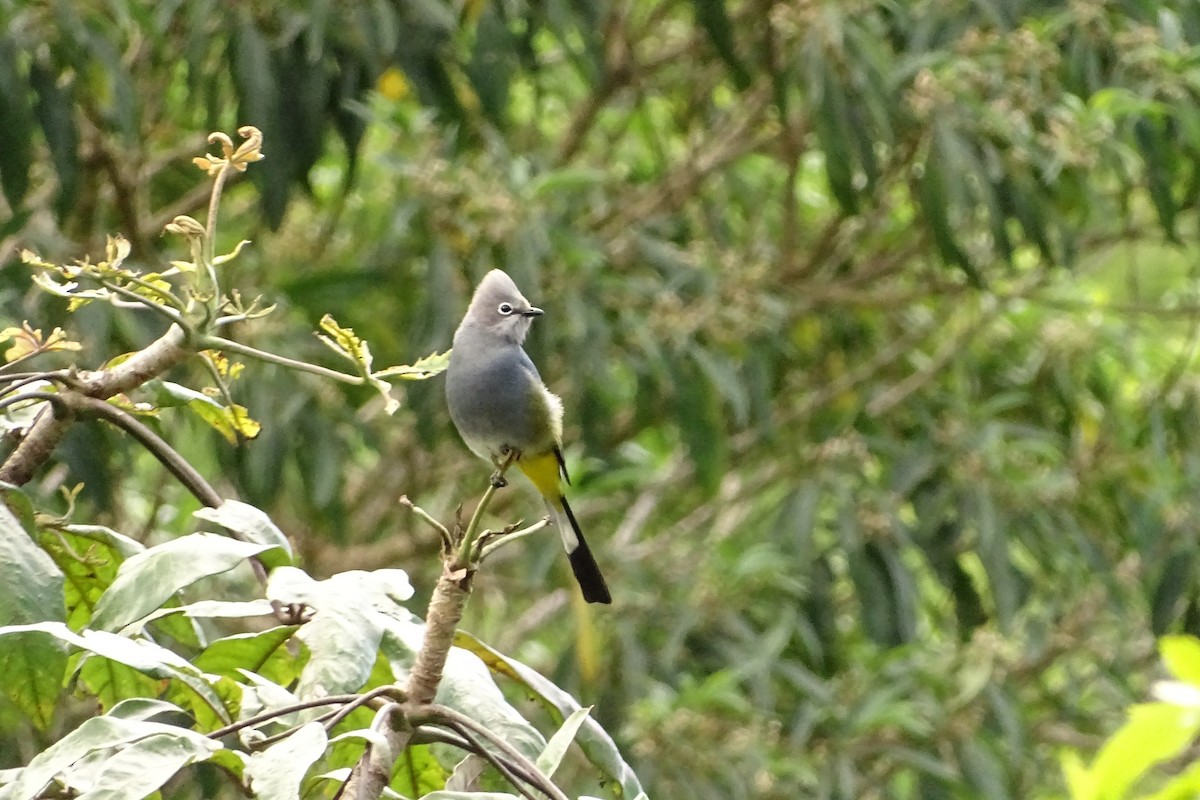 Gray Silky-flycatcher - ML533707481