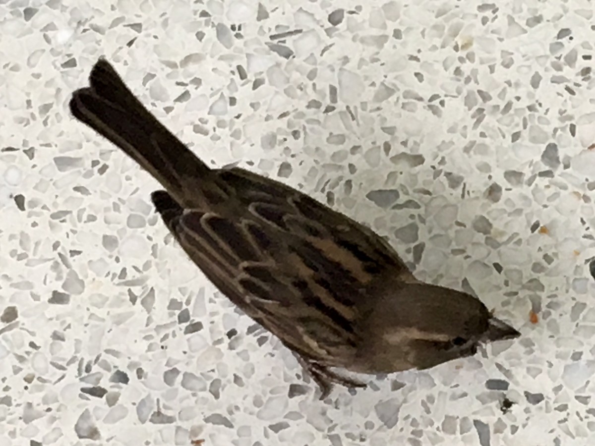 House Sparrow - ML53370801