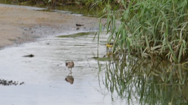 Common Sandpiper - ML533709001