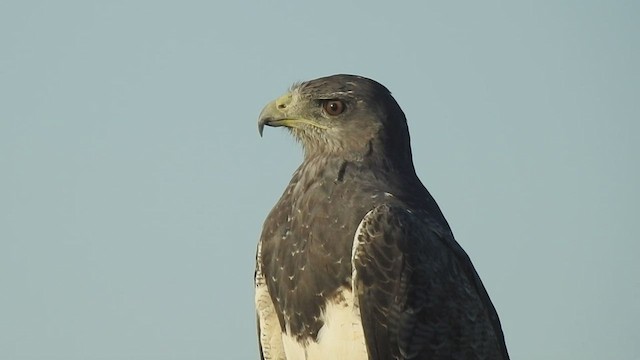 Black-chested Buzzard-Eagle - ML533709451