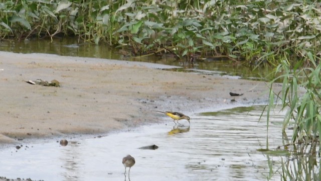 Gray Wagtail - ML533709551