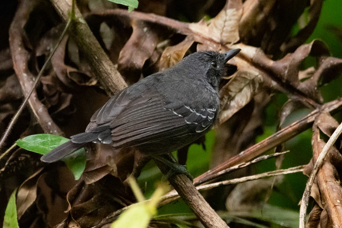 Ману тирановий - ML533710211