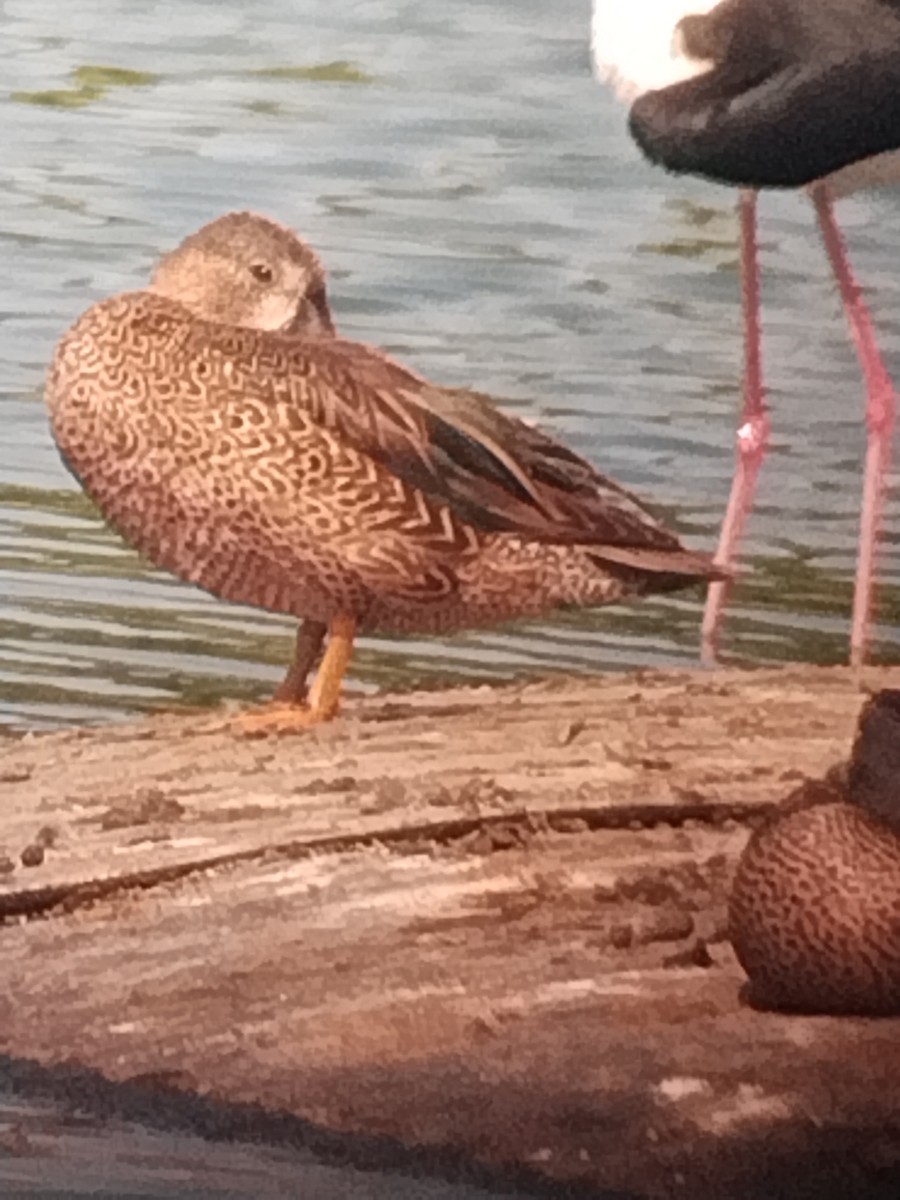 Blue-winged Teal - Liliana Matute Mandujano