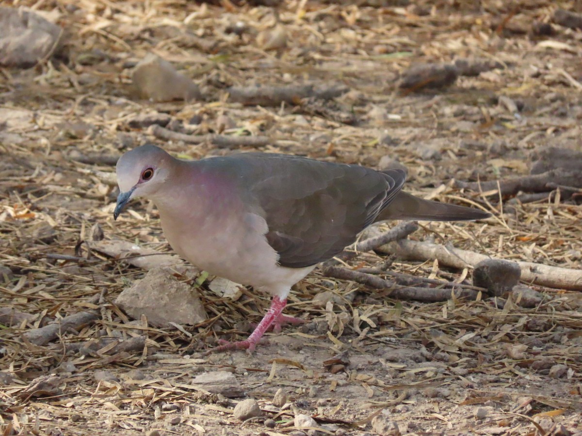 White-tipped Dove - Susan Maloney