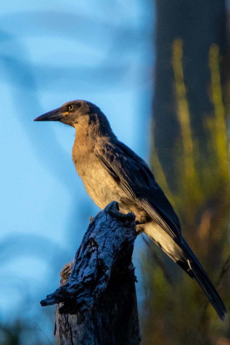 Gray Currawong - ML533713611