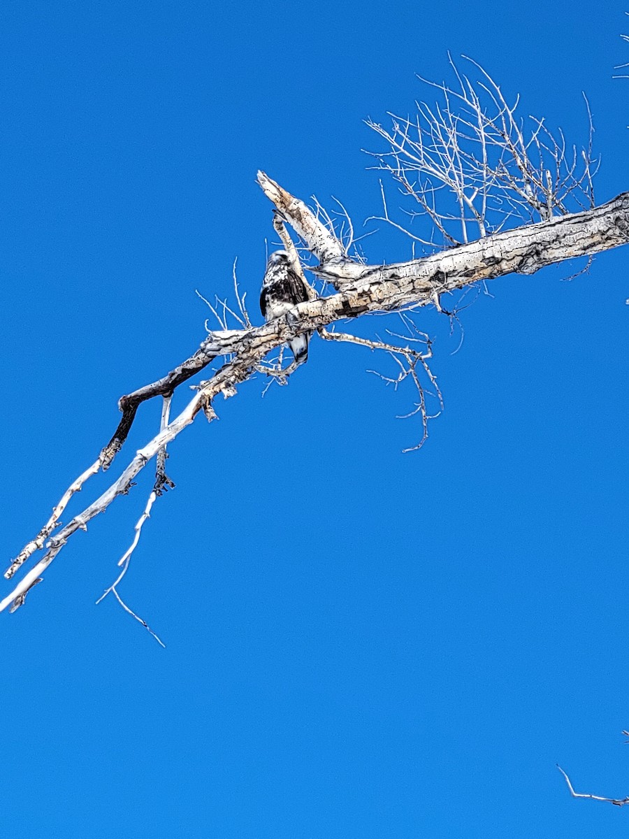 Rough-legged Hawk - ML533714141