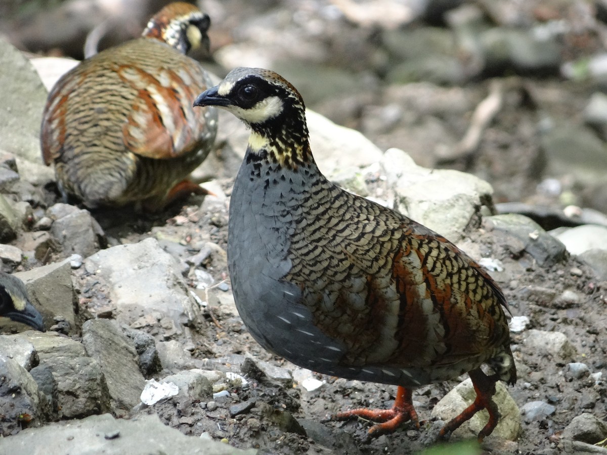 Taiwan Partridge - u7 Liao