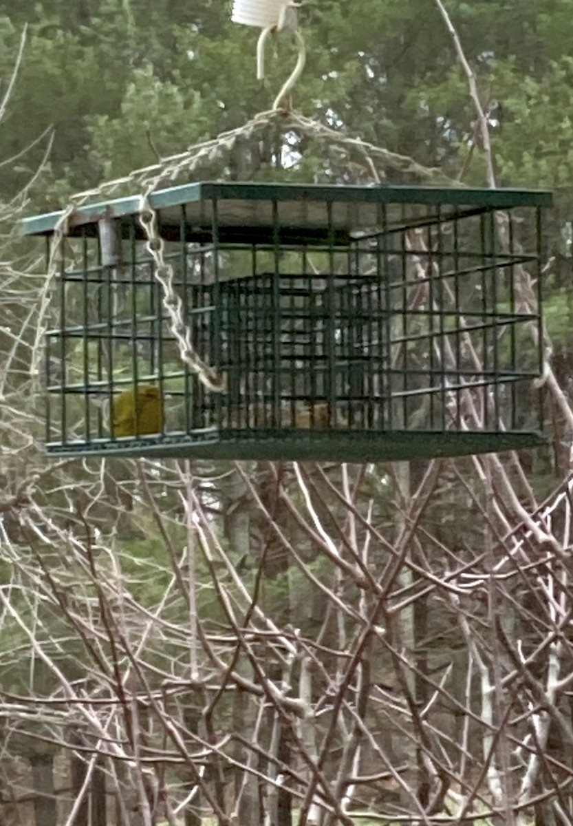 סבכון אורנים - ML533714881