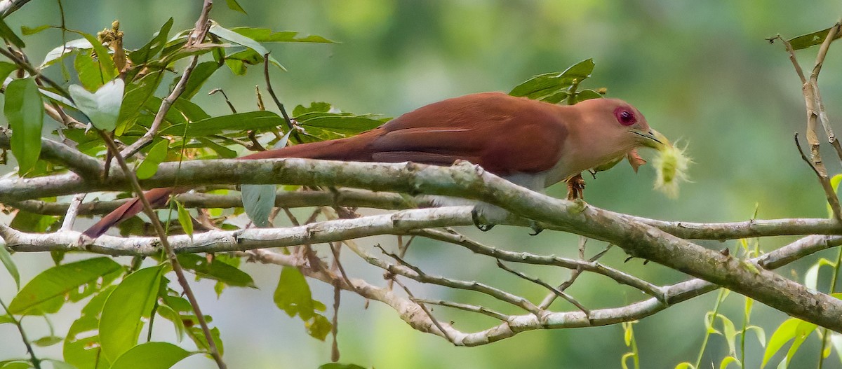 Squirrel Cuckoo - ML533715211